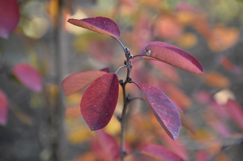 Autumn Leaf Charms