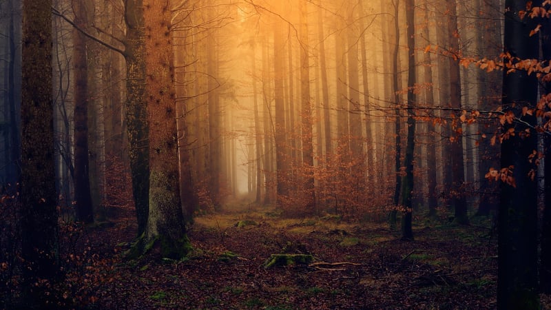 Earthy Tranquility