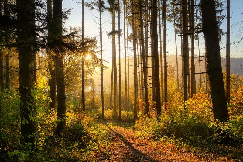 Forest Path